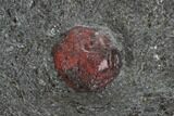 Plate Of Red Embers Garnets in Graphite - Massachusetts #111828-3